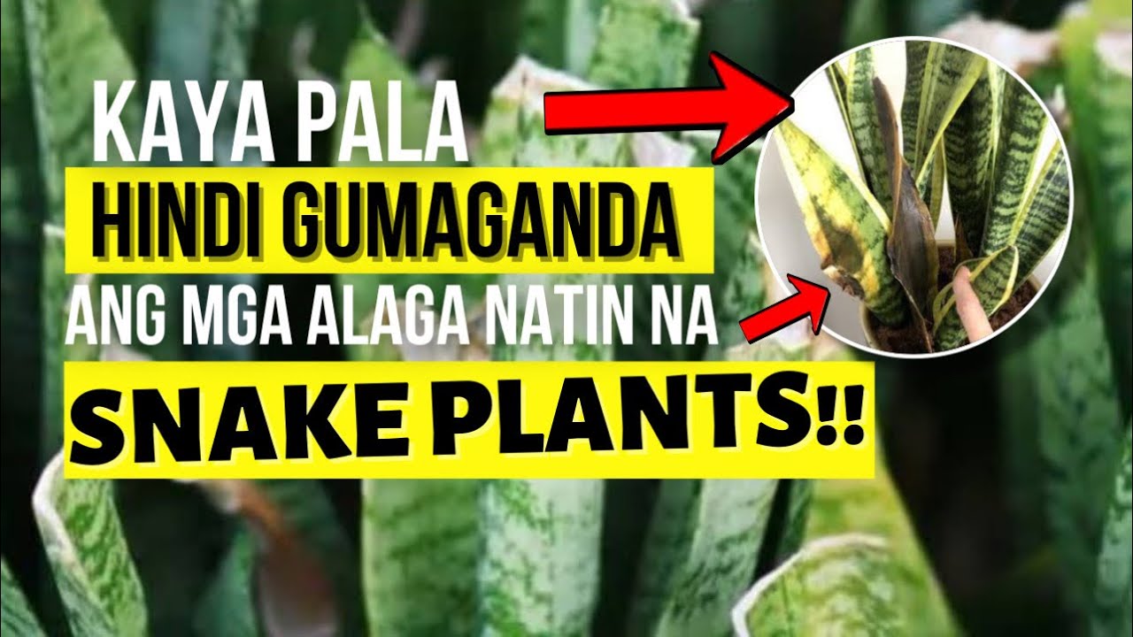 TOP 6 MISTAKES SA PAG AALAGA NG SNAKE PLANTS!