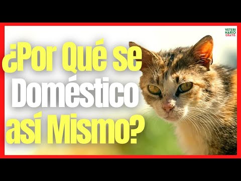 Video: Cómo lidiar con el celoso comportamiento del gato