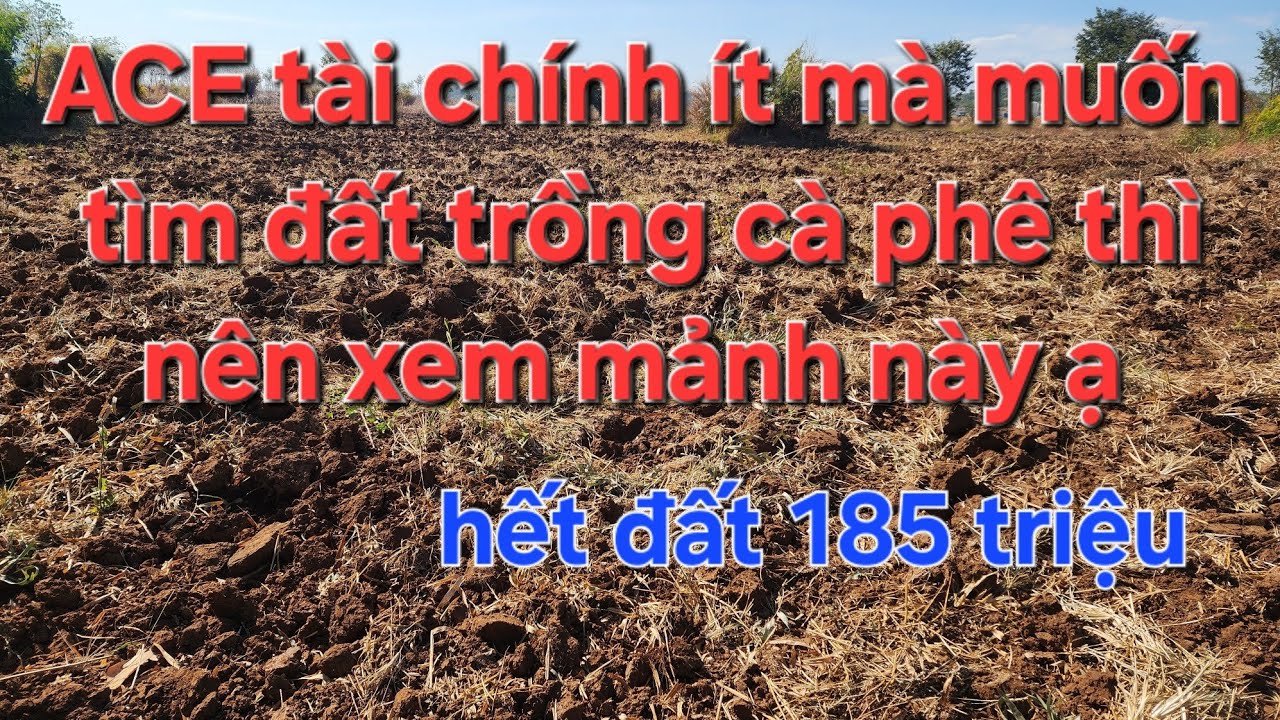 185trieu hết đất. ACE tài chính ít muốn tìm đất trồng cà phê thì nên tham khảo ạ 