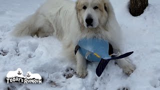 巨大マグロでお母さんを誘い出すアランです　Great Pyrenees　グレートピレニーズ