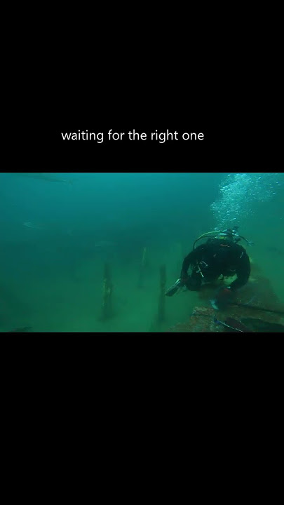 #shorts umpan bagus saat spearfishing di Destin Florida #shortsfeeds #fishinglife #spearfishing
