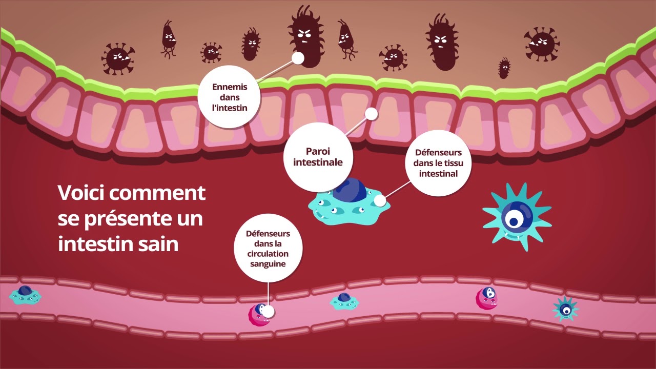Fonctionnement du système immunitaire intestinal - YouTube