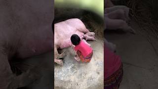 Big Fam Khổng Lồ Pig