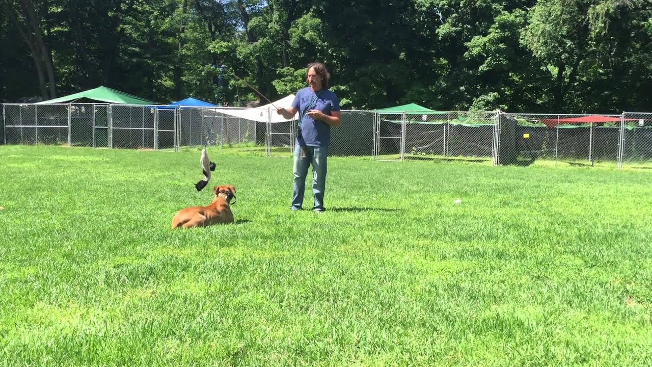rescue dogs rock nyc June 24, 2015