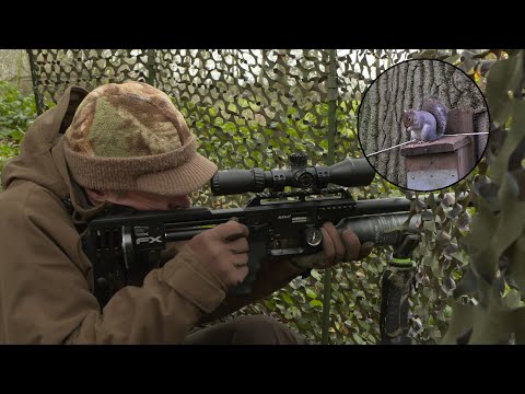the-airgun-show-–-the-best-bait-for-squirrel-hunting-–-part-2,-plus-pao-reflex-sight-on-test…
