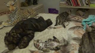 Two Months Old Bengal Kittens Fun Fight