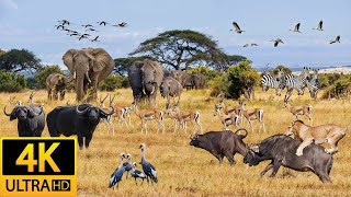 Africa Animals 4K - Dry Savanna Plains of Serengeti National Park in Tanzania - Natural Sounds