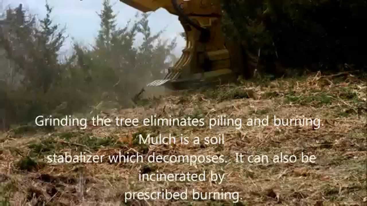 Ranchland Development - Cedar Tree Removal Video