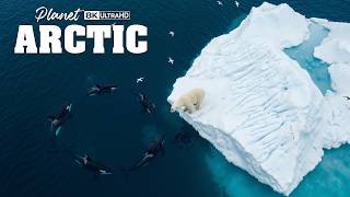 ARCTIC SEA | Beneath the Ice A Hidden Ecosystem Revealed | 4K Ultra HD Documentary