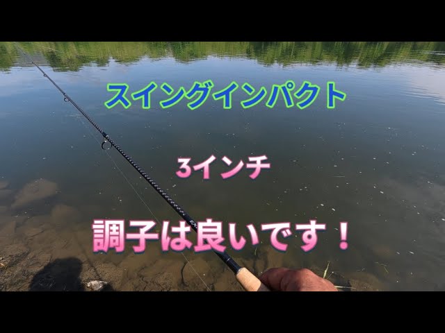 2026.5.20スイングインパクトの紫に変えた一投目！宇治川ブラックバス
