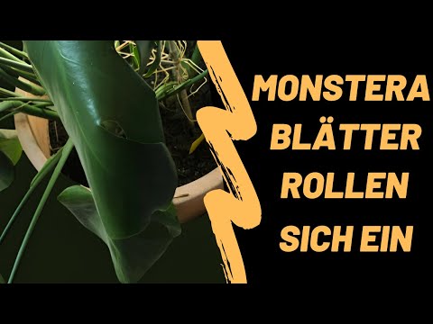 Häufige technische Ursachen und ihre Behebung