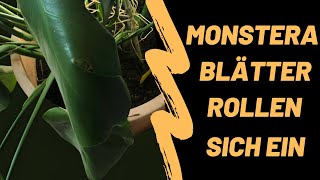 Warum rollt meine Monstera die Bltter ein? Hufige Ursachen & Lsungen!