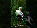 White Stork 4K Dolby Vision – Beautiful Bird in Nature &amp; Relaxing Forest Sounds