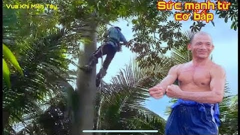 Vua Khỉ Miền Tây leo Cưa Cây Gòn khủng lâu năm tại Mỹ Tây cái Bè Tiền Giang(phần 1)