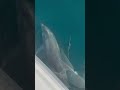 Petites balade avec les dauphins ❤️❤️