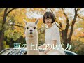 「車の上にアルパカ」MV AI生成動画