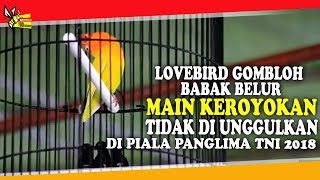 PIALA PANGLIMA TNI 2018 : BABAK BELUR ! AKSI LOVEBIRD GOMBLOH TIDAK DI UNGGULKAN DI PARTAI NERAKA