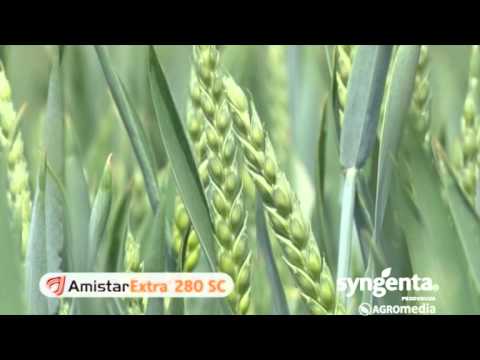 Video: Vrste pšenice i njihovo značenje