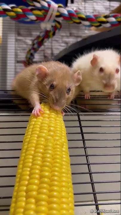 pet-rats-favorite-food-youtube