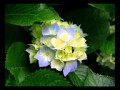 جميل قاضي ياقمري المدينه مع تحيات عبدالجبارالدمام 