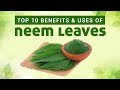 Top 10 Benefits & Uses Of Neem Leaves | Neem Benefits and uses for Skin, Hair & Body