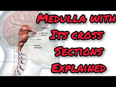 Medulla cross sections