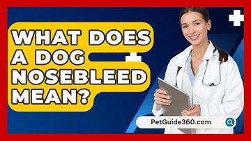What Does A Dog Nosebleed Mean? - PetGuide360.com