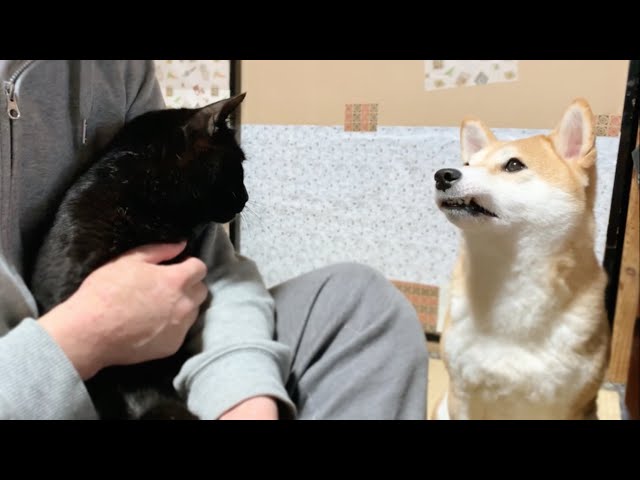 かまってほしい柴犬と空気を読んだ黒猫　Jealous Dog Want Attention