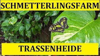 Schmetterlingsfarm Trassenheide Ostsee Usedom
