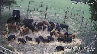 42 hogs one drop.  'For licensing or Usage contact licensing@viralhog.com