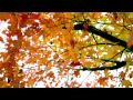 slow motion fall leaves fluttering by tree