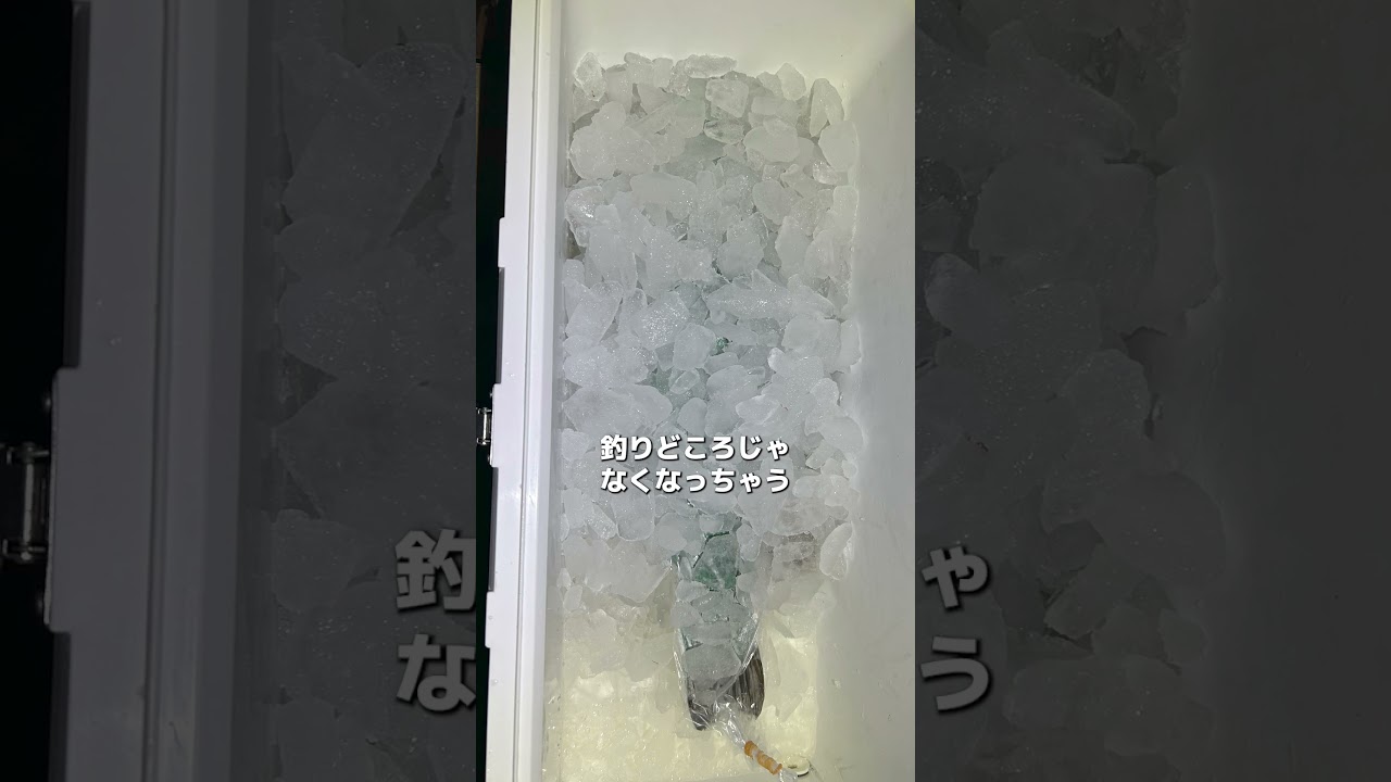 釣った魚の冷やし方が、意外とムズい件。凍る？水っぽくなる？