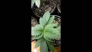 Difference With Traditional Pinching And Fiming Aka F I Missed Marijuana Plants.