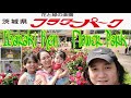 Ibaraki Ken Flower Park Japan - 茨城県 フラワー パーク