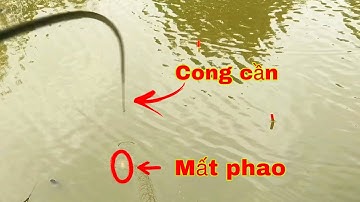 Câu Cá Mè Vinh Thả Mồi Lụm Cá To | Fishing - Miền Tây