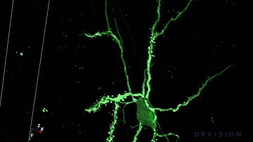 Aivia 5 - Automatic Neuron Detection and Analysis
