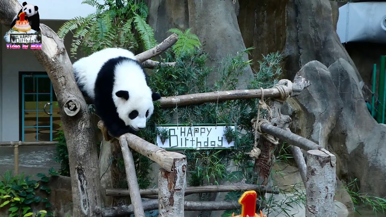 20190114 大馬暖妹1歲生日會vs 媽咪代勞推蛋糕篇 The Giant Panda Nuan Mei's birthday celebration at Malaysia