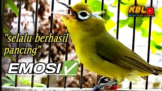 Ciak Ciak Joss Kecial Kuning Ampuhpancingan Kecial Malas Bunyi