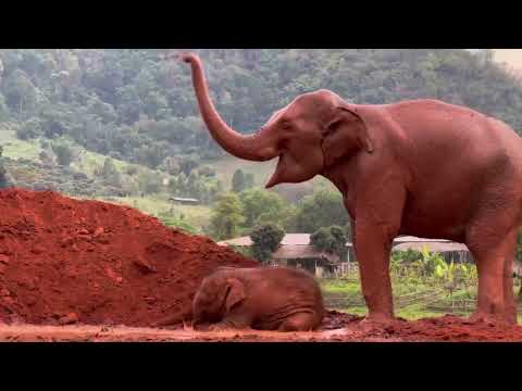 BunMa and her sweet baby Chaba enjoy the mud party.