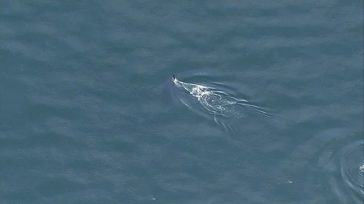 Southern Resident Orcas spotted swimming in Puget Sound!
