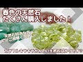 【購入品紹介】春色の天然石をたくさん仕入れました🌸