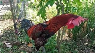 Ayam Pelung Juara Perang Bintang di Kontes HUT Garut ke 209 (Pun Gatot Gaca)