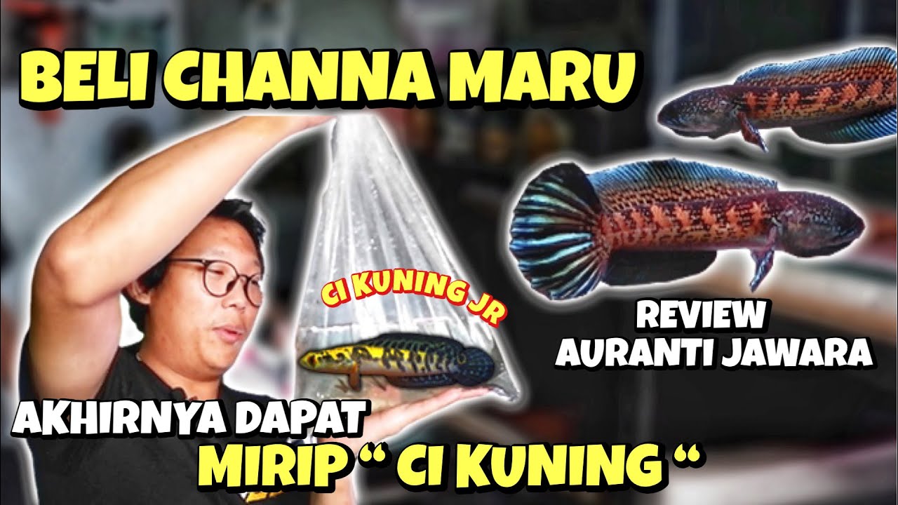 BUNGKUS CHANNA MARU MIRIP CI KUNING ⁉️ REVIEW AURANTI JUARA PART 2