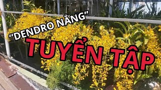 HOA LAN DUY PHONG đang phát trực tiếp!