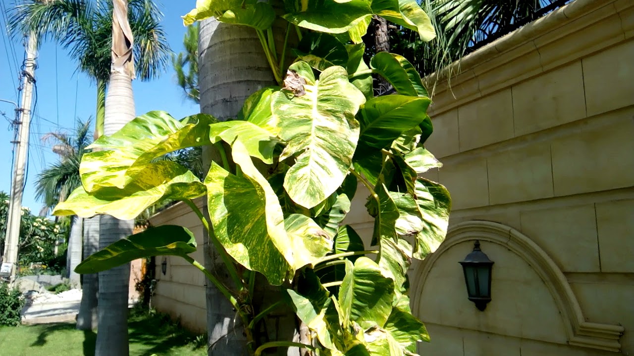 Money plant climbing date palm YouTube