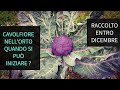 Cavolfiori Precoci nell'Orto Quando si devono mettere a dimora?