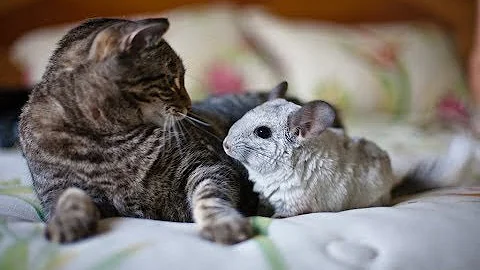 Video 584761: chinchilla vs cat, cutest cats compilation funny
