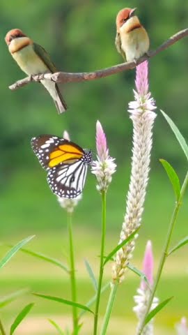 Magical Moment Bird & Butterfly Dance in Nature