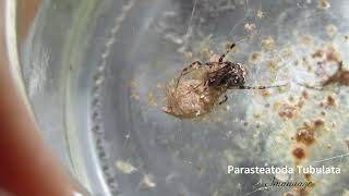 Parasteatoda tabulata et ses araignons