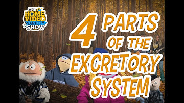 Cycle 3 Week 7 Science: Four Parts of The Excretory System
